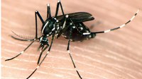 Casos de chikungunya mais que dobram em MT entre 2016 e 2017