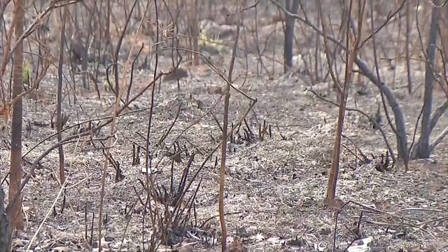 Causas de incêndio que destruiu 60% de terra indígena são investigadas em MT